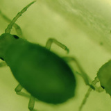 Aphids
