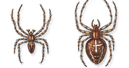 Keresztespók (hím és nőstény)