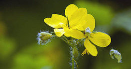 Vérehulló fecskefű