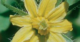 A paradicsom virága