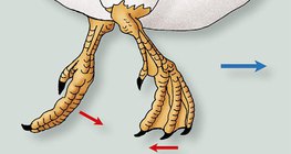 A házi kacsa lábainak mozgása a vízben