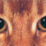 Macskaszem sötétben