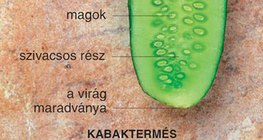 Kabaktermés
