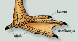 A házi kacsa úszólába