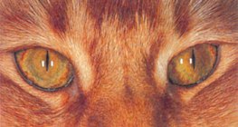 Macskaszem világosban