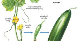 Az uborka virága és termése
