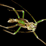 Shed chitin exoskeleton of an aphid