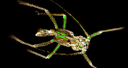 Levéltetű levedlett kitinváza