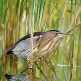 Little bittern