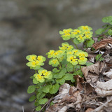 Golden saxifrage