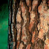 Bark of a pine tree