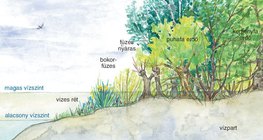 Folyópart élővilága