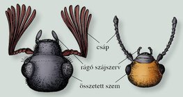 A májusi cserebogár és a burgonyabogár feje