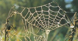 Pókháló harmatos reggelen