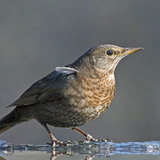 Common blackbird (female)