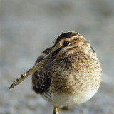 Common snipe