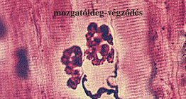 Mozgatóideg-végződések a vázizomban