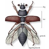 A bogarak testtájai
