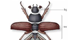 A bogarak testtájai