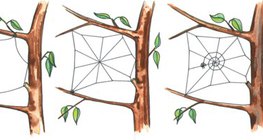 Keresztespók hálókészítésének folyamata