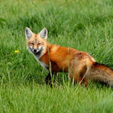 Fox