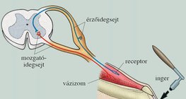 A paraszimpatikus hatás túlsúlya a megújulást segíti