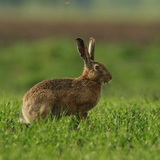 Hare