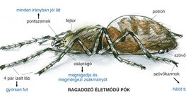 Keresztespók felépítése