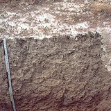 Szikes talaj szelvénye