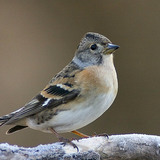 Brambling