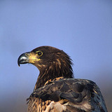 White tailed eagle