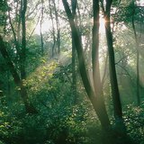 Sunlight in the forest