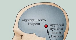 A nyálelválasztás feltétlen reflexe