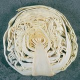 Glava kupusa u uzdužnom presjeku