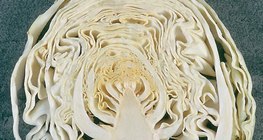 A káposztafej hosszmetszete