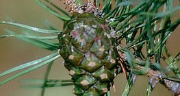 Češer običnog bora