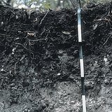 Rendzina talaj szelvénye