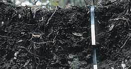 Rendzina talaj szelvénye