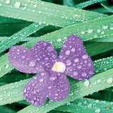 Geada, orvalho, nevoeiro