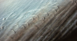 Madártoll finomszerkezete (a madártollat összetartó horgocskák is látszanak)