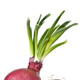 Red onion