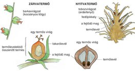 Zárvatermők és nyitvatermők összehasonlítása