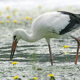 White stork
