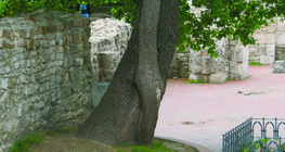 Összefonódott fák