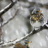 Fieldfares in snow
