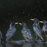 Starlings