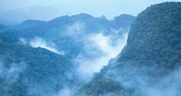 Prašuma u centralnoj Americi