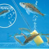 Levegőztető egy akváriumban