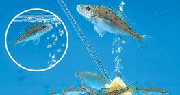 Levegőztető egy akváriumban