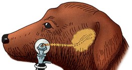 A kutya nyálelválasztásának mérése (Pavlov módszere)